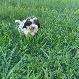 Benny - Brown and white male Cockapoo puppy in Moulton, Iowa from Shondel Puppy Paws