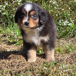 KB.BTM1 - Black tri-color male Australian Shepherd puppy in Deer Lodge, Tennessee from KSH Aussie Haven