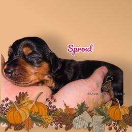 Dachshund Puppies from Buck Run Creek Dachshunds