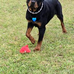 Border Collie and Rottweiler Puppies from K&R RANCH KENNELS