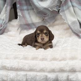 Boy 2 - Chocolate and cream male Dachshund puppy in Decatur, Mississippi from KP Dachshunds