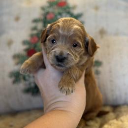 Pumpkin - Red  female Goldendoodle puppy in Wharton, Texas from Little Fur Friends