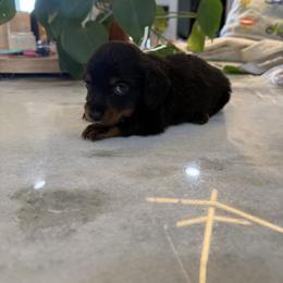 Light Blue Boy - Black and tan male Dachshund puppy in Apopka, Florida from The HotDog Stand