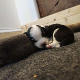 Brindle boy #2 - White and black Pembroke Welsh Corgi puppy in Austin, Minnesota from Klein Corgi Ranch
