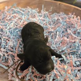 Onyx - Black male Poodle puppy in Gainesville, Florida from Pipsqueak Mansion Poodles
