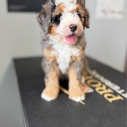 Bentley - Blue merle male Bernedoodle puppy in Sugarcreek, Ohio from Cuddly Companion Doodles