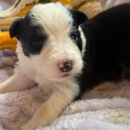 Esperanza - Black and white female Border Collie puppy in Mckinney, Texas from Border Collies of Ruidoso