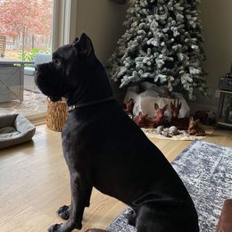 Cane Corso Puppies from JSM Corsos