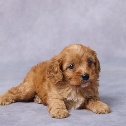 Felipe - Red male Cavapoo puppy in Apple Creek, Ohio from Grandeur Valley Puppies