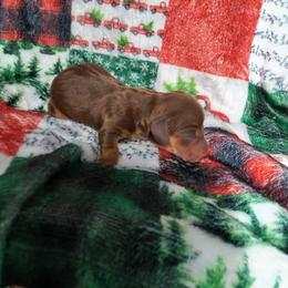 Valentine - Chocolate and tan female Dachshund puppy in Opelika, Alabama from Dachshund Darlins