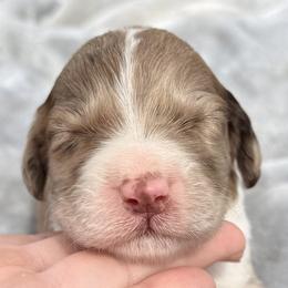Ivy - Red merle female Aussiedoodle puppy in Bedford, Virginia from Brandt Farms Aussiedoodles