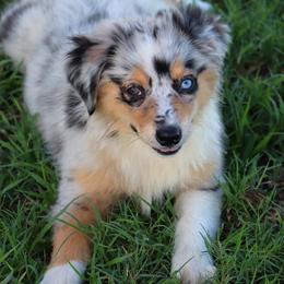 Australian Shepherd and Miniature Australian Shepherd Puppies from Sassy Lil Aussies