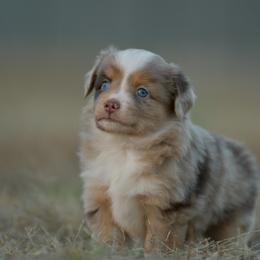 Miniature Australian Shepherd puppies from Southern Edition Aussies