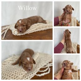 Dachshund Puppies from Woodland Doxies