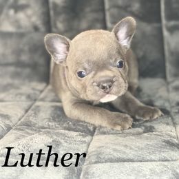 French Bulldog Puppies from Fabled Frenchies