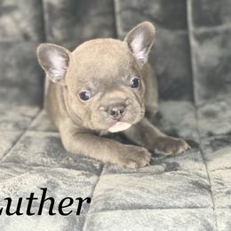 French Bulldog Puppies from Fabled Frenchies