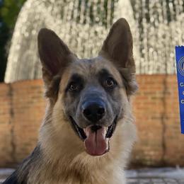 German Shepherds and Great Danes from F&B Kennels