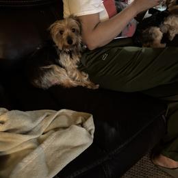 Daisy - Yorkshire Terrier