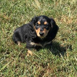 Buddy - Black and cream male Dachshund puppy in Stuart, Iowa from Johnson Family Paws