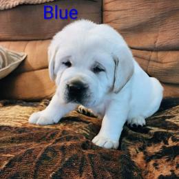 Labrador Retriever Puppies from Treasure Mountain Labrador Retrievers