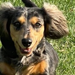 Molly - Dachshund