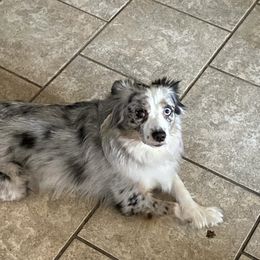Roxie - Miniature Australian Shepherd