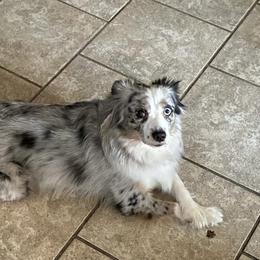 Roxie - Miniature Australian Shepherd