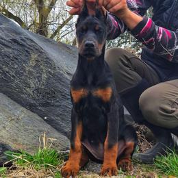 Lada - Black and rust female Doberman Pinscher puppy in China Township, Michigan from Snell's Superior Kennel Dobermann & GSP