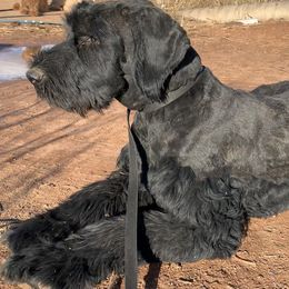 CERBERUS - Giant Schnauzer