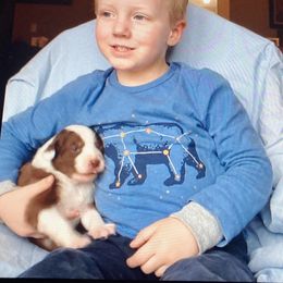 Australian Shepherd Puppies from Cannonrun Aussies