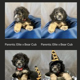 Bernedoodle Puppies from Crider’s Critters