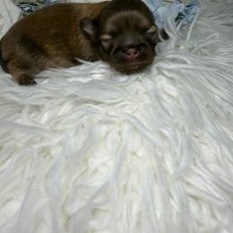 Versace - Liver male Shih Tzu puppy in Seattle, Washington from Shih Tzu’s  ‘N’ Love
