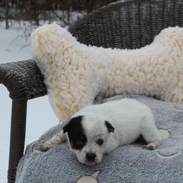 Aspen - Yellow - Blue female Australian Cattle Dog puppy in Colbert, Oklahoma from LoveAHeeler