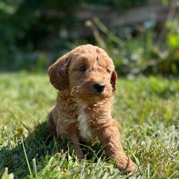 Mr Blue - Parti male Goldendoodle puppy in Nampa, Idaho from Farmhouse Goldens