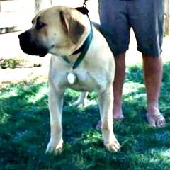 Boerboel Puppies from Coachella So Cal Boerboels