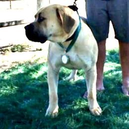 Boerboel Puppies from Coachella So Cal Boerboels