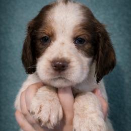 Realm - Liver and white female English Springer Spaniel puppy in Florida from Thunderbird Springers