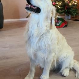 Golden Retriever All Grown Up from Teeter's Desert  Goddess Goldens