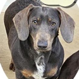 Indy - Dachshund