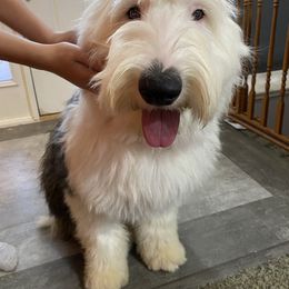 Old English Sheepdog Puppies from Heavinly Blessings Farm Pups - Old English Sheepdog Puppies