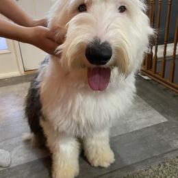 Old English Sheepdog Puppies from Heavinly Blessings Farm Pups - Old English Sheepdog Puppies