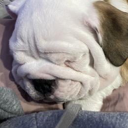 Bulldogs from Pearl's Bulldogs