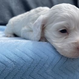 Cockapoo and Pomeranian Puppies from Luna Kennel