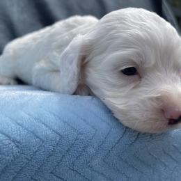 Cockapoo and Pomeranian Puppies from Luna Kennel