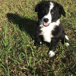 Border Collie Puppies from Ferguson Border Collies