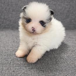 Kris Kristofferson - Black and tan parti male Pomeranian puppy in Sandia, Texas from Broken Arrow Poms
