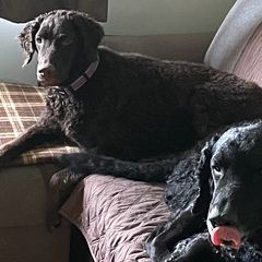 Curly-Coated Retrievers from Nyehyrst Curlies