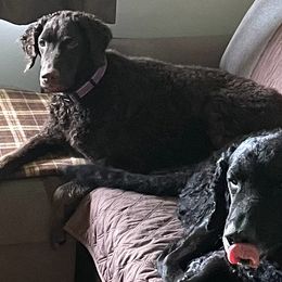 Curly-Coated Retrievers from Nyehyrst Curlies