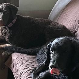 Curly-Coated Retrievers from Nyehyrst Curlies