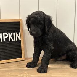 Goldendoodle Puppies from Jonesin for Doodles